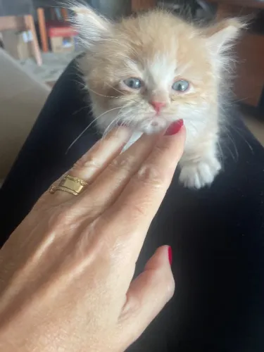 Gato persa