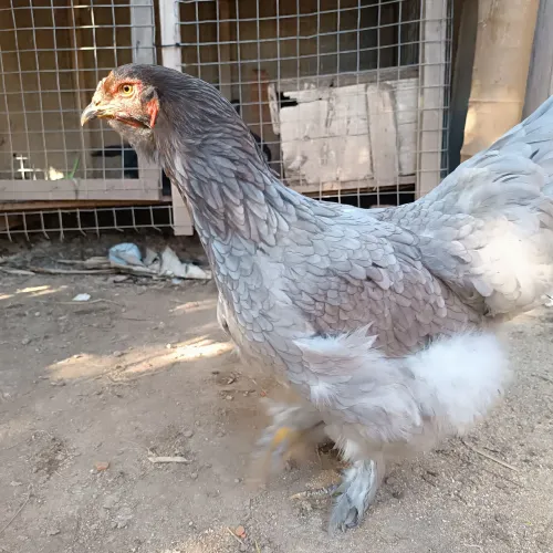 Ovos férteis galinha Brahma 