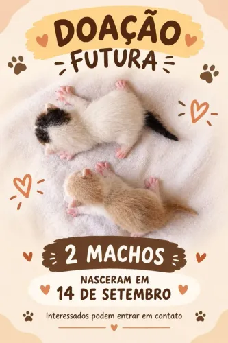 Doação de gato filhote machos
