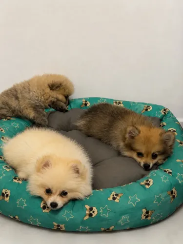 Spitz 