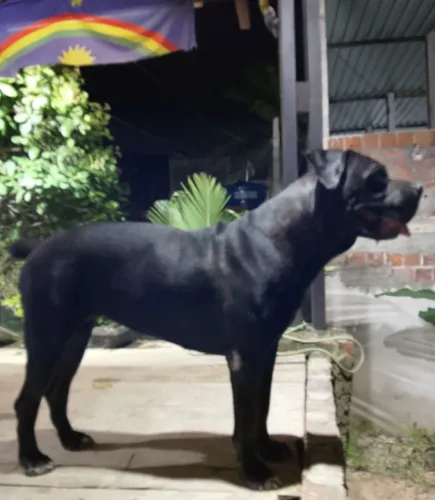 Procuro um cachorro cane corso macho com pedigree 
