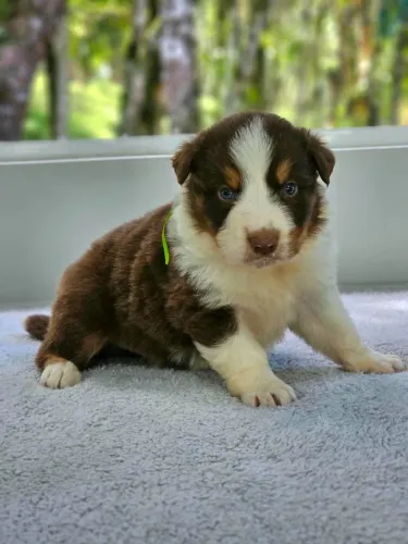 Border Collie | Entrega em B. Camboriú dia 01/10 - Em 12x sem juros