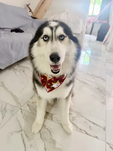 Cão disponível para cruza