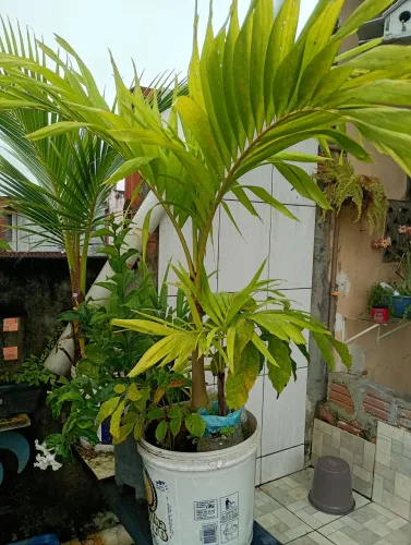 Palmeira mini imperial 