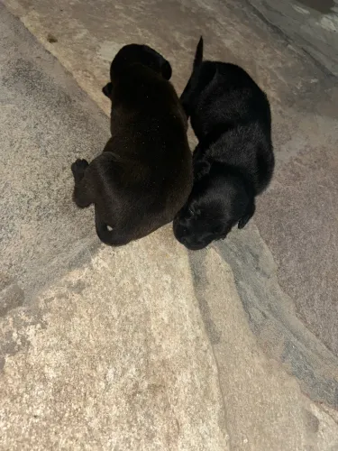 Filhotes de labrador 