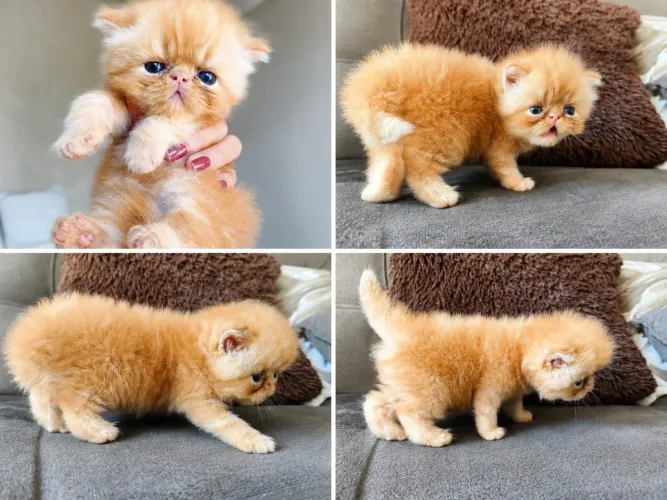 Gato persa macho