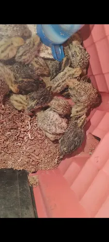 Vendo codornas gigantes