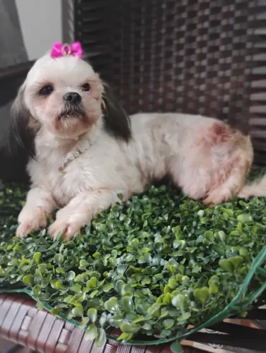 Linda fêmea de Shitzu 
