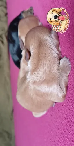 FILHOTES DACHSHUND MINIATURAS PELO LONGO