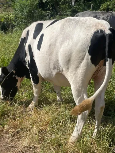 Gados, Bois e vacas