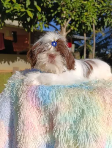 Shihtzu