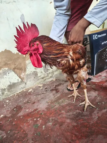 Galo 
