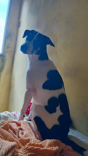Cachorro para doação 