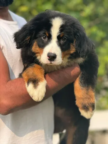 Bernese Mountain - o amor mais sincero