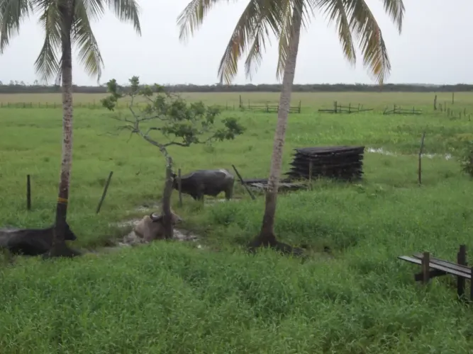 Fazenda a venda no - Pracuúba - AP
