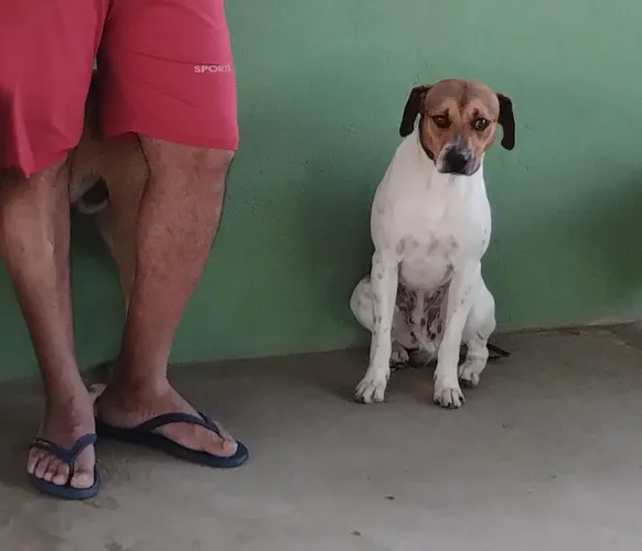 Doação de pets