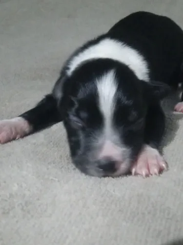 Filhotes Border Collie
