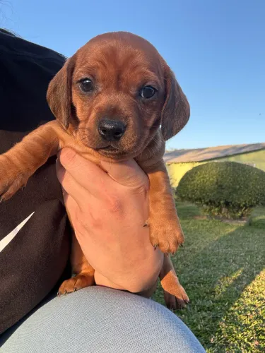 Dachshund