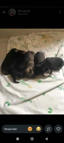 Cachorro pinscher