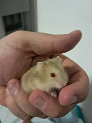 Hamster russo anão 