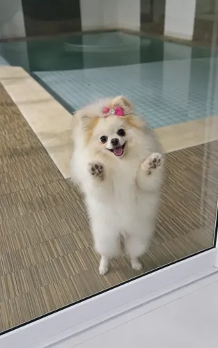 Spitz alemão ursinha anã