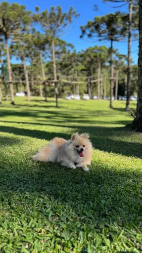Spitz alemão procura namorada!