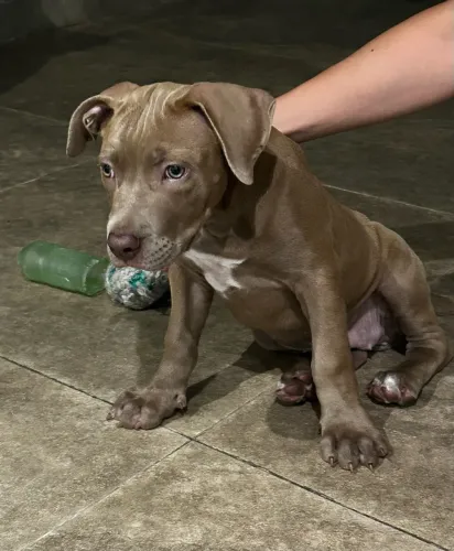 Filhote pitbull fêmea
