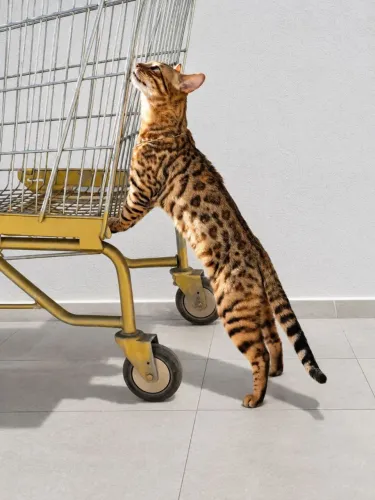 Bengal