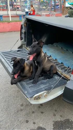 filhote pastor belga malinois 