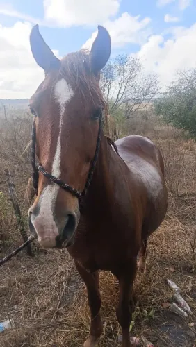 Cavalo Quarto de milha