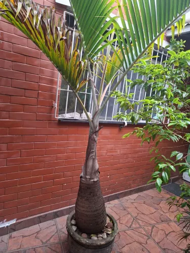 Palmeira Garrafão. 2 mts.