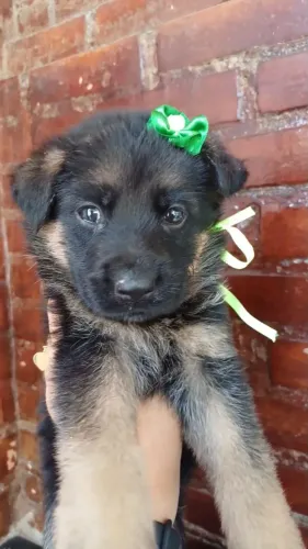 Cão de Guarda, Filhote de Pastor alemão Fiel ao dono e lindos !!