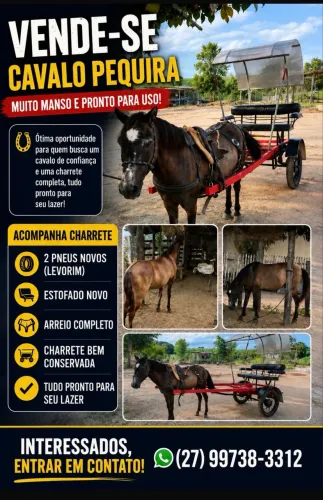 Cavalo com charrete 