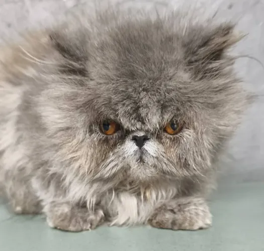 Gato persa