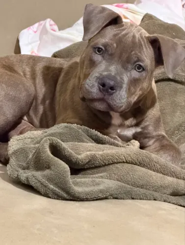 American Bully fêmea filhote