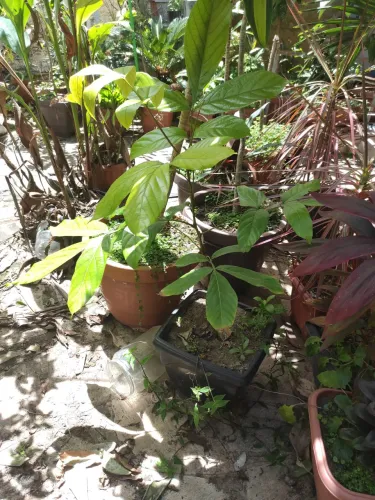 Pé de guaraná Mudinha já grandinha no vaso e com terra adubada