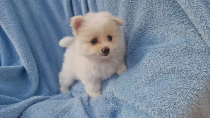 Spitz alemão filhotes