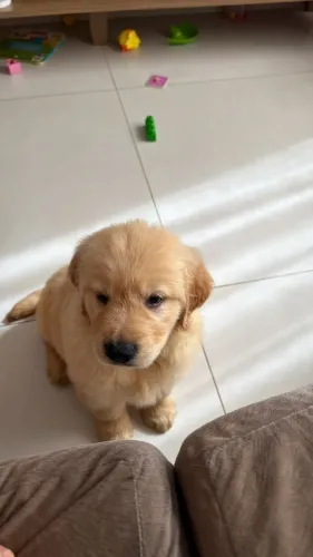 Filhote de cachorro golden retriever (ENTRAR EM CONTATO PELO WHATS DA DESCRIÇÃO)