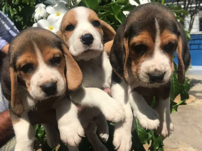 Filhotes de Beagle 13polegadas com pedigre disponíveis para venda