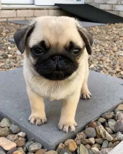 Belos Filhotes de Pug Fêmea