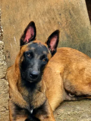 Procuro fêmea de pastor malinois para cruzar