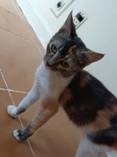 Gatos para adoção