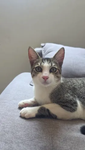 Gato para adoção