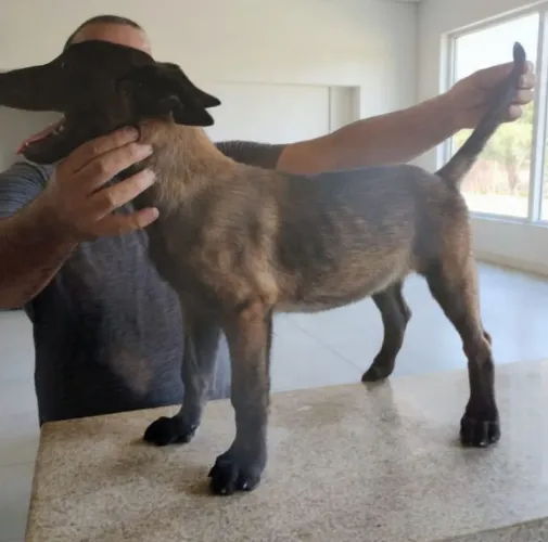 Filhotes de Pastor Belga Malinois 