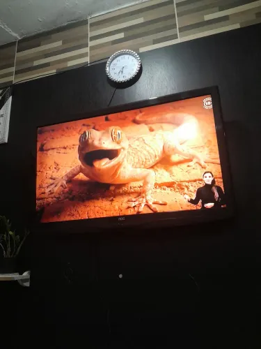 Vendo TV 43 polega