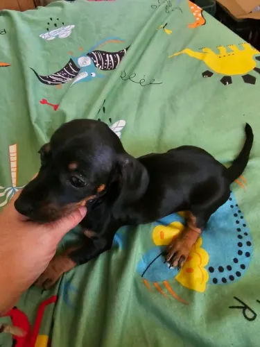 Dachshund macho
