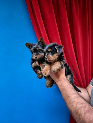 Mini dogs