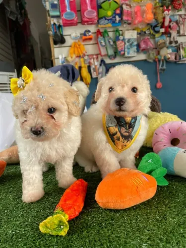 Poodles lindos filhotes bem pequenos