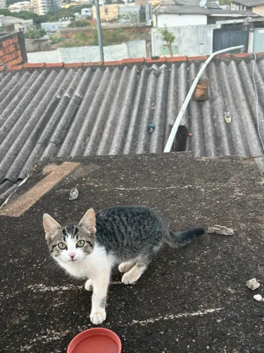 Gata para adoção