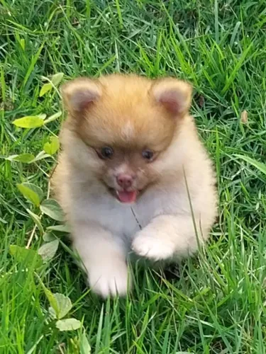 Spitz Alemão Anão